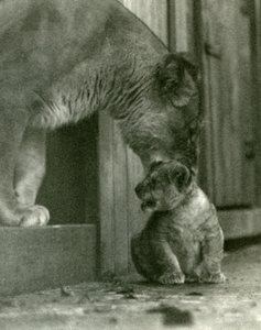 Une lionne sur le point de soulever son petit, né dans la ménagerie, par la peau du cou, zoo de Londres, octobre 1923 (photo nb)